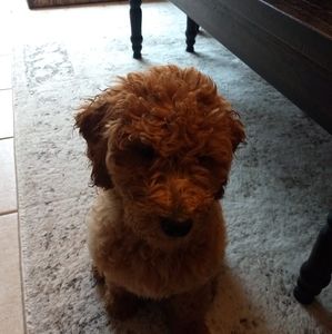 Meet your Posher, Michael